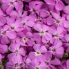 Mydlnica 'Bressingham Pink' – kwiatostan